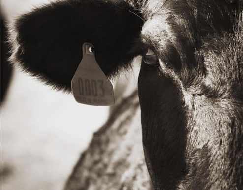 Brangus Cattle