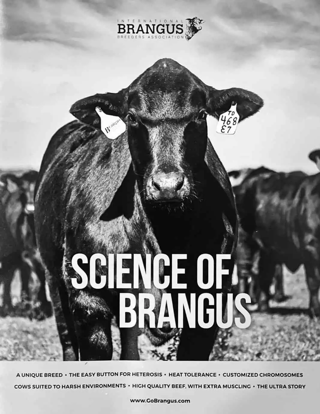 Science of Brangus