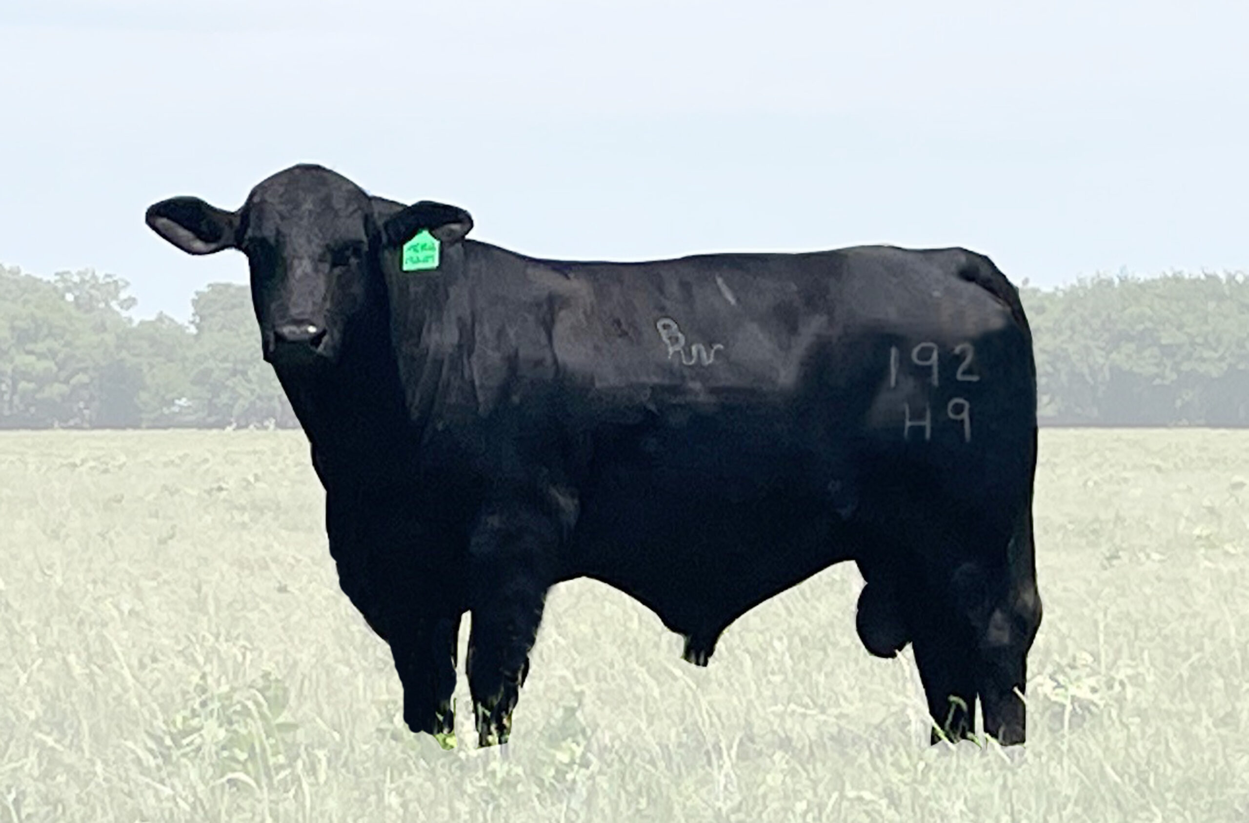 BWCC Merger 192H9